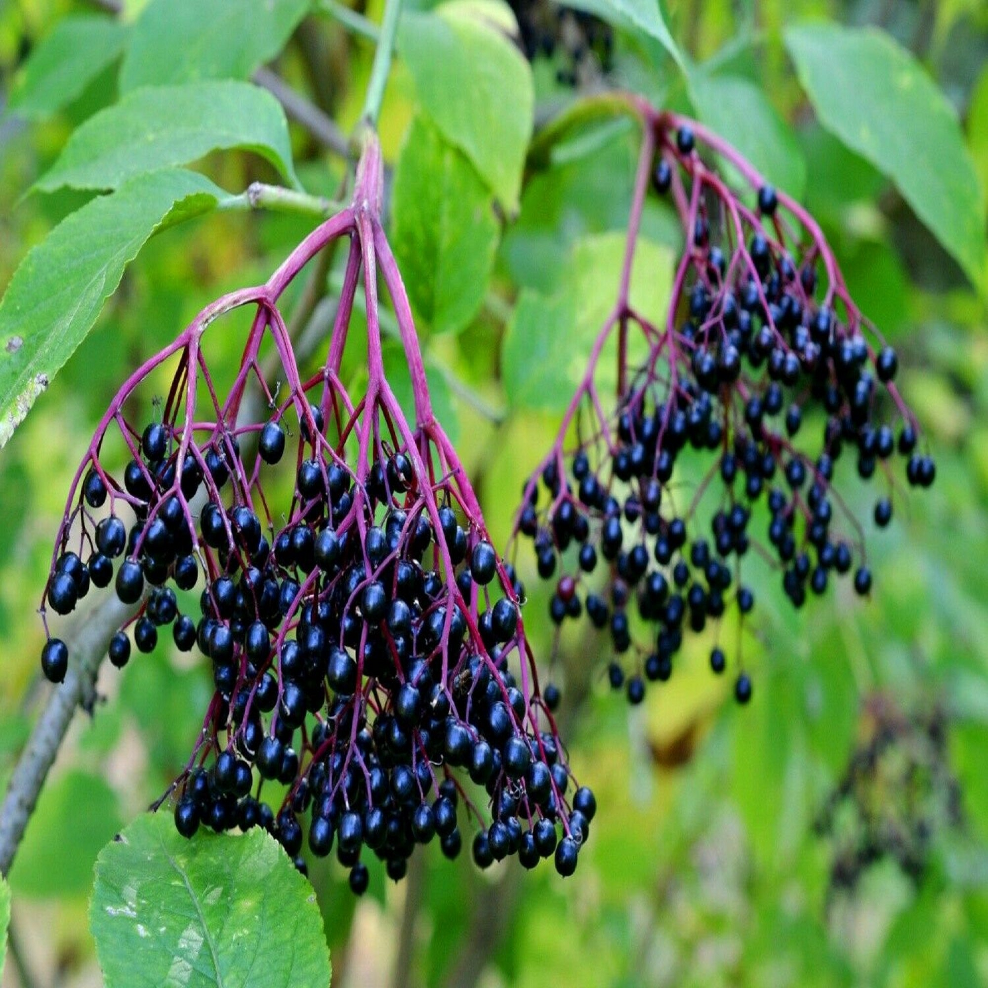 10 American Elderberry Unrooted Cuttings Sambucus canadensis for Home Garden Berries and Propagation