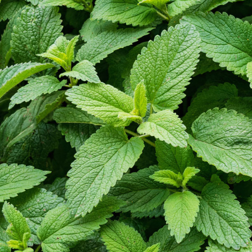 Spearmint Herb Seeds 30mg Mentha spicata Fresh Mint for Planting, Culinary, Tea, Herb Garden