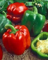 Sweet Pepper Seeds | Yolo Wonder Bell Heirloom Variety | Crisp & Sweet | Capsicum annuum | 300mg