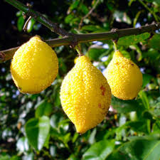 Bumpy Lemon Seedling - Charichuelo (Garcinia madruno) Tropical Fruit Tree, 12-24 Inches, Exotic Citrus-Like Fruit for Garden