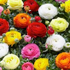 Ranunculus Appleblossom Mix Bulbs - 10 Pink Red White Flower Bulbs, Drought-Resistant, Fast-Growing Perennials, USDA Zones 8-11