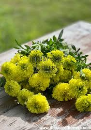 Limegreen Marigold Seeds 25+ | Tagetes erecta | Pale Green Double Blooms for Garden, Borders & Arrangements
