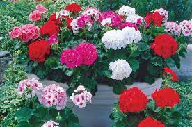 Organic Geranium Cuttings - Regal Pelargonium (Pelargonium × domesticum) - 3 Fresh 5-8 Inch Outdoor Sun-Loving Plants