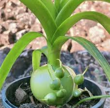 Bare Root Albuca bracteata ‘Pregnant Onion’ | Unique Bulbous Succulent | Easy Care Indoor/Outdoor Plant