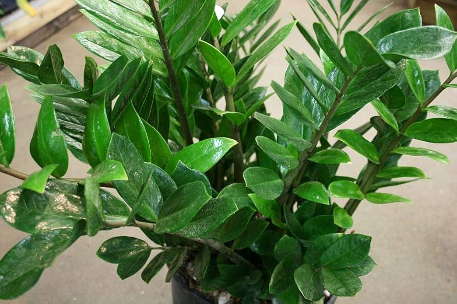 Zamioculcas Zamiifolia ZZ Chameleon Live Plant 7" Indoor Houseplant in 4" Pot, Low-Light, Air-Purifying