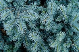 50 Seeds Picea pungens 'Glauca NM Carson' Colorado Blue Spruce Ornamental Evergreen Tree for Landscaping