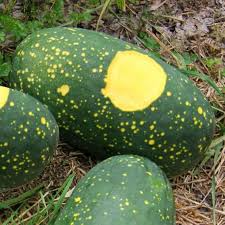 Moon & Stars Watermelon Seeds - Heirloom Non-GMO, Red Flesh, Unique Speckled Rind, Citrullus Lanatus, Summer Garden Plant