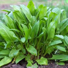 Large Leaf Sorrel Seeds – 250mg for Planting, Rumex acetosa, Tangy Culinary Herb, Fast Growing, Salad & Soup Greens