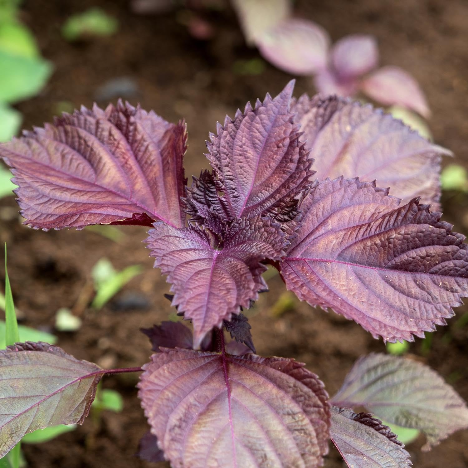 100 Seeds Perilla (Shiso) Red Aka Shiso Herb - Perilla frutescens Heirloom Asian Cuisine Gardening