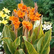 Canna Lily Bulb Pretoria Bengal Tiger - Orange Variegated Flowers, Tropical Garden, Award-Winning, USDA Zones 8-11, Live Plant
