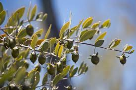 Jojoba Seeds – Simmondsia chinensis – Drought-Tolerant Evergreen Shrub for Arid Gardens, 5 Seeds for Planting