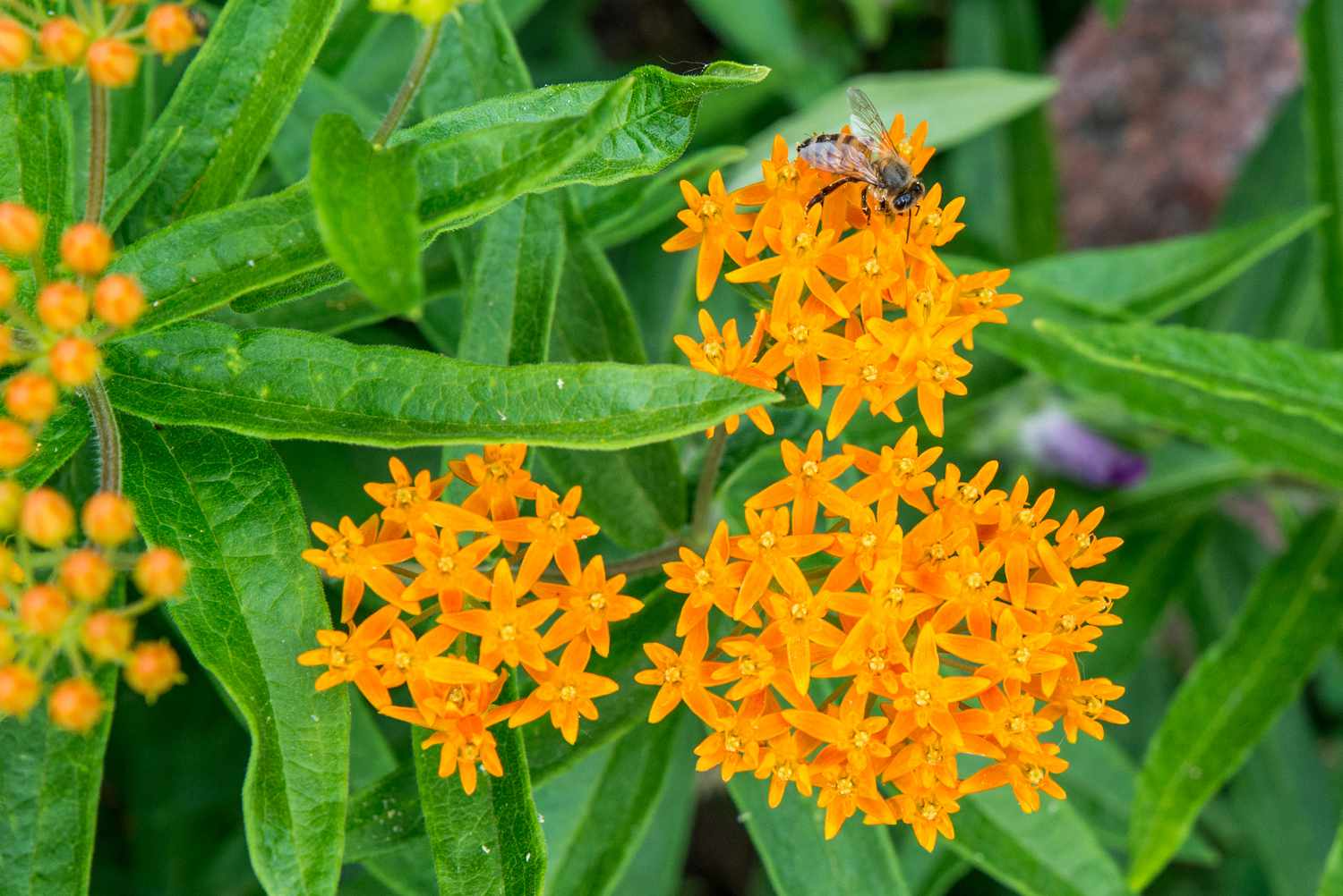 Butterfly Weed Plants, Bare Root, Asclepias tuberosa, Monarch Butterfly Attracting, Perennial, Full Sun, Drought Tolerant