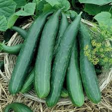 Metki Armenian Dark Green Cucumber Seeds - Heirloom, Non-GMO, Salad & Slicing, Bitter-Free, Crisp, Cucumis Sativus, USDA Zones 2-10