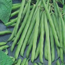 Petite Filet French Bean Seeds 5g | Stringless Haricots Verts Gourmet Vegetables Phaseolus vulgaris