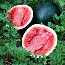Sugar Baby Watermelon Seeds 45pcs | Juicy, Sweet, Non-GMO | Heirloom Citrullus lanatus for Small Gardens & Containers