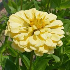 Isabellina Phlox Seeds – Butter-Yellow Blooms, Compact Annual for Borders & Pollinators, Phlox drummondii, USA