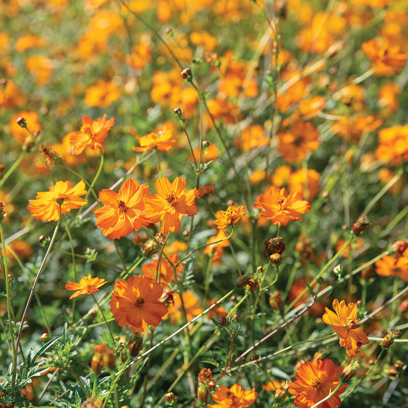 Bright Lights Cosmos Seeds - Non-GMO, Red Orange Yellow Blooms, Attracts Pollinators, Fast Growing, USDA Zones 2-10