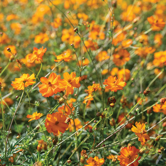 Bright Lights Cosmos Seeds - Non-GMO, Red Orange Yellow Blooms, Attracts Pollinators, Fast Growing, USDA Zones 2-10