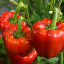 30 Seeds Sweet Pepper Yolo Wonder Bell Improved, Capsicum annuum, High-Yielding Blocky Fruits for Gardening & Container Growing