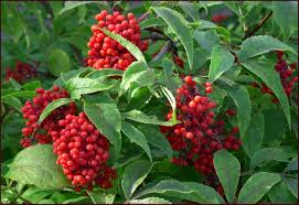 80 Red Elderberry Seeds Sambucus racemosa Edible Fruit Shrub for Garden, Wild Elderberry, High Yield Plant