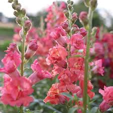 Antirrhinum majus Madame Butterfly Bronze Snapdragon Seeds – Double-Petaled, Ruffled Blooms for Garden & Cut Flowers