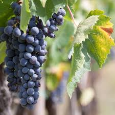 30 Grape Vine Seeds Vitis vinifera for Wine & Table Grapes, Home Garden & Vineyard Planting