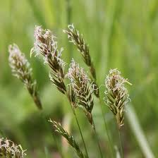 300 Sweet Vernal Grass Seeds – Fragrant Vanilla Herb, Aromatic Perennial Lawn & Garden Plant, Anthoxanthum odoratum