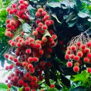 Grafted Rambutan Tree 24-36 Inches – Exotic Fruit-Bearing Nephelium lappaceum for Tropical Gardens