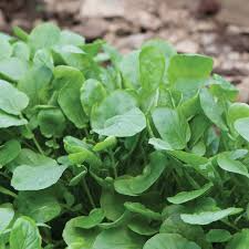 Upland Cress Seeds | Heirloom Barbarea verna | Peppery Greens for Salads & Microgreens | Non-GMO, Zones 3-9