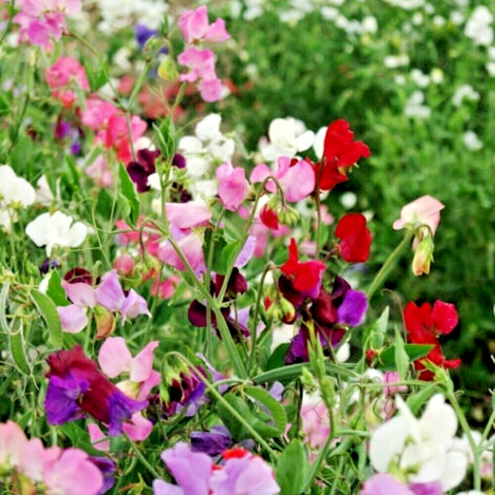 Knee-High Mix Sweet Pea Seeds – Compact Fragrant Blooms for Borders, Pots & Bouquets – Lathyrus odoratus, 50+ Seeds