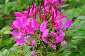 200 Seeds Cleome MAUVE QUEEN - Pollinator-Friendly, Non-GMO, Fall Planting, Vibrant Mauve Flowers, Cleome hassleriana