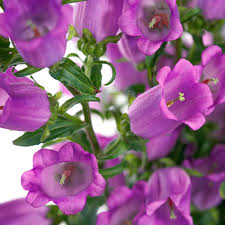 2 Campanula Champion II Bellflower Plants - Perennial Blue/Purple Blooms for Garden & Landscape