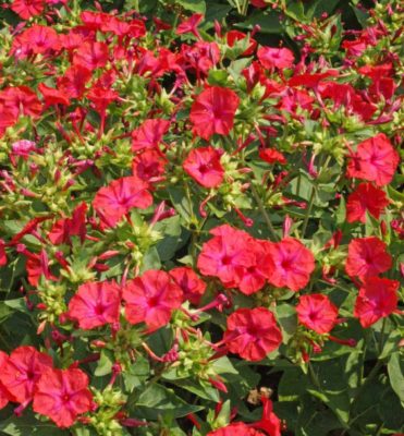 25 Seeds Four O’Clock Bi-Color Mirabilis jalapa Heirloom Non-GMO Pollinator & Hummingbird Magnet
