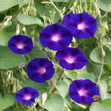 Morning Glory Seeds | Grandpa Ott Purple Heirloom Vine | Ipomoea purpurea | Climbing 15' | Non-GMO Fast-Growing Flower