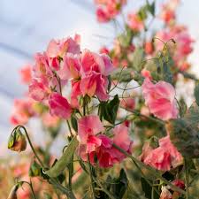 Susan Burgess Sweet Pea Seeds – 50+ Pure White Blooms Climbing Vine for Trellises & Bouquets