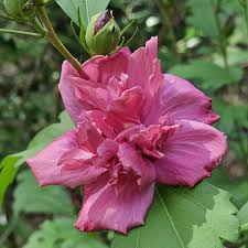 Live Double Red Rose of Sharon Starter Plant, 1/2–1 ft. Bare Root Hibiscus, Fast-Growing, Low Maintenance, Hibiscus syriacus