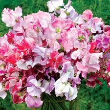 Sweet Pea Seeds – Spencer Ripple Formula Mix Bi-Color Ruffled Blooms Climbing Flower Vine for Gardens & Bouquets – Lathyrus odoratus