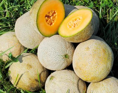Edisto 47 Cantaloupe Seeds | Heirloom Non-GMO Melon Seeds | Sweet Salmon Flesh | Disease Resistant | 3-5 lbs Fruit | USDA Zones 2-10