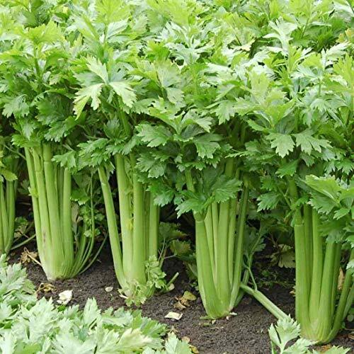 Giant Golden Pascal Celery Seeds | Non-GMO Heirloom Variety | Tall & Crisp Stalks | Apium graveolens | USDA Zones 2-10