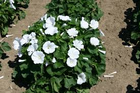 Dwarf White Rose Mallow Seeds – 250mg (~40 Seeds) Compact Perennial with White Blooms, Pollinator Friendly Hibiscus Moscheutos