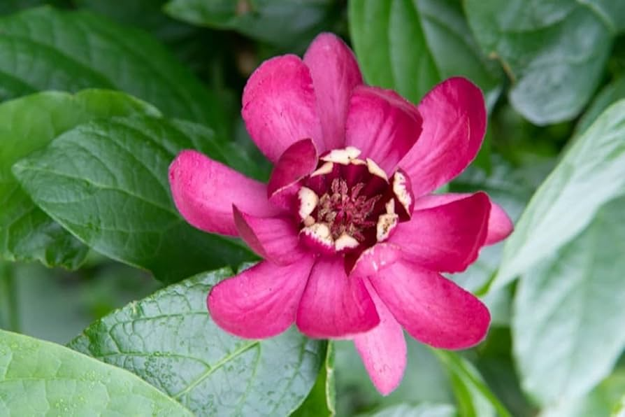 Bare Root Sweet Shrubs (Calycanthus floridus) 1-2 ft Tall Live Flowering Plants for Garden, Fragrant, Pollinator Attracting