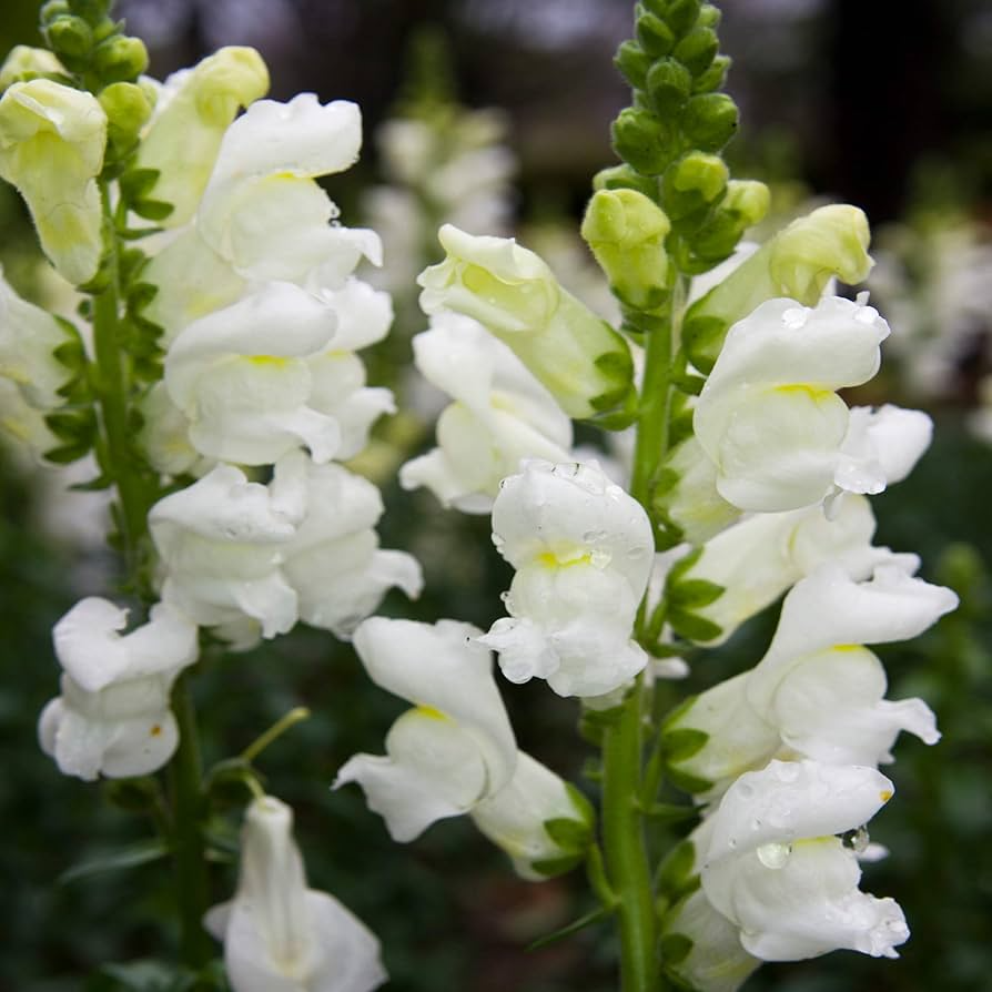 Snowflake Snapdragon Seeds 1000+ White Blooms Antirrhinum majus for Borders, Pollinator Gardens & Cut Flowers