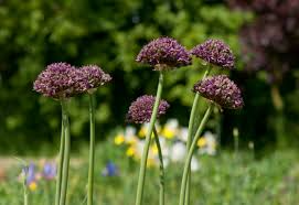 Allium Atropurpureum Bulbs - 6 Dark Purple Edible & Ornamental Bulbs, Pollinator-Attracting, Deer-Resistant, USDA Zones 4-8