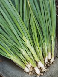 Evergreen Bunching Onion Seeds, Non-Bulbing Green Onion, Perennial Vegetable, Allium fistulosum, for Containers & Gardens