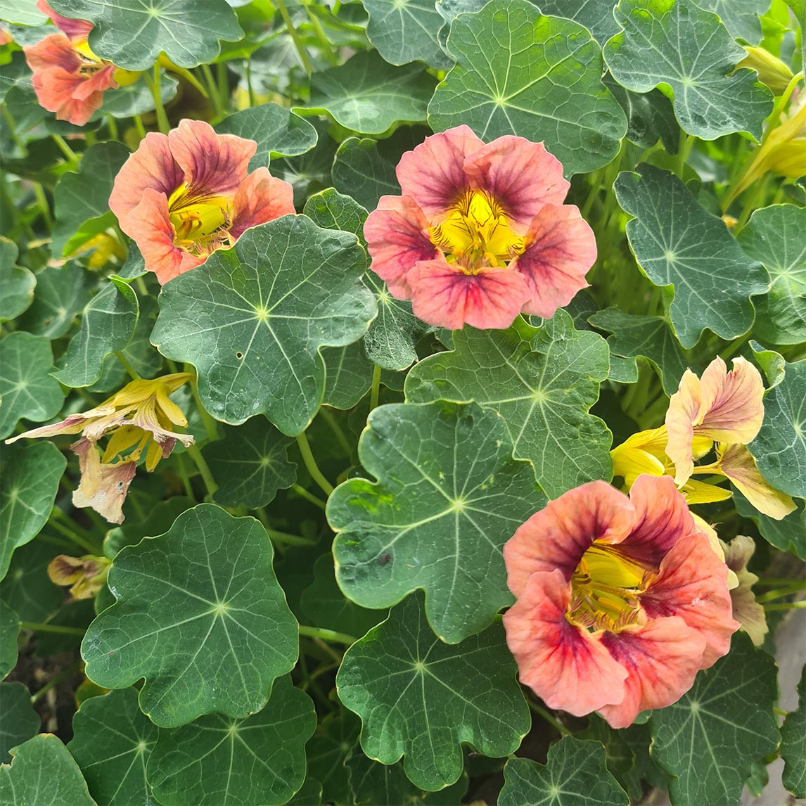 Purple Emperor Nasturtium Seeds – 50+ Deep Burgundy Blooms for Pollinator Gardens, Containers & Borders – Tropaeolum majus
