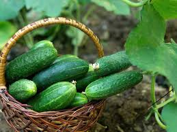 35 Seeds Cucumber Spacemaster 80, Compact, Disease-Resistant, Cucumis sativus, for Gardening, Container, Fresh Harvest