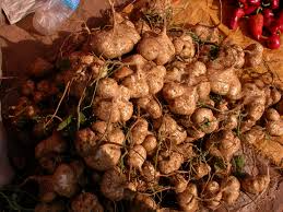 40 Jicama Seeds - Mexican Yam Bean (Pachyrhizus erosus) Non-GMO Tuber Vegetable & Edible Fruit for Garden or Farm