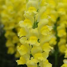 Potomac Yellow Snapdragon Seeds | Bright Yellow Flowers for Garden Borders & Cut Flowers | Antirrhinum majus | 1000+ Seeds