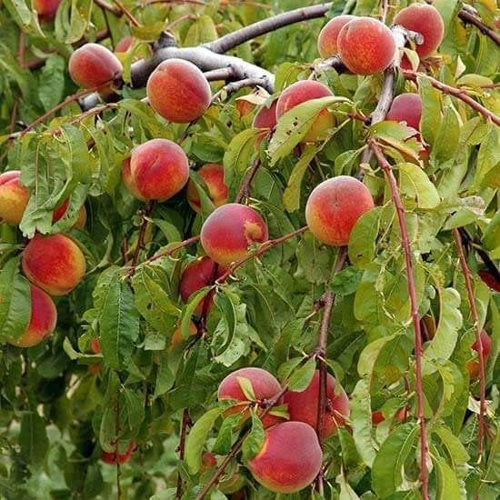 3PCS White Peach Tree Cuttings 5-6" Prunus persica Fruit Propagation for Home Garden