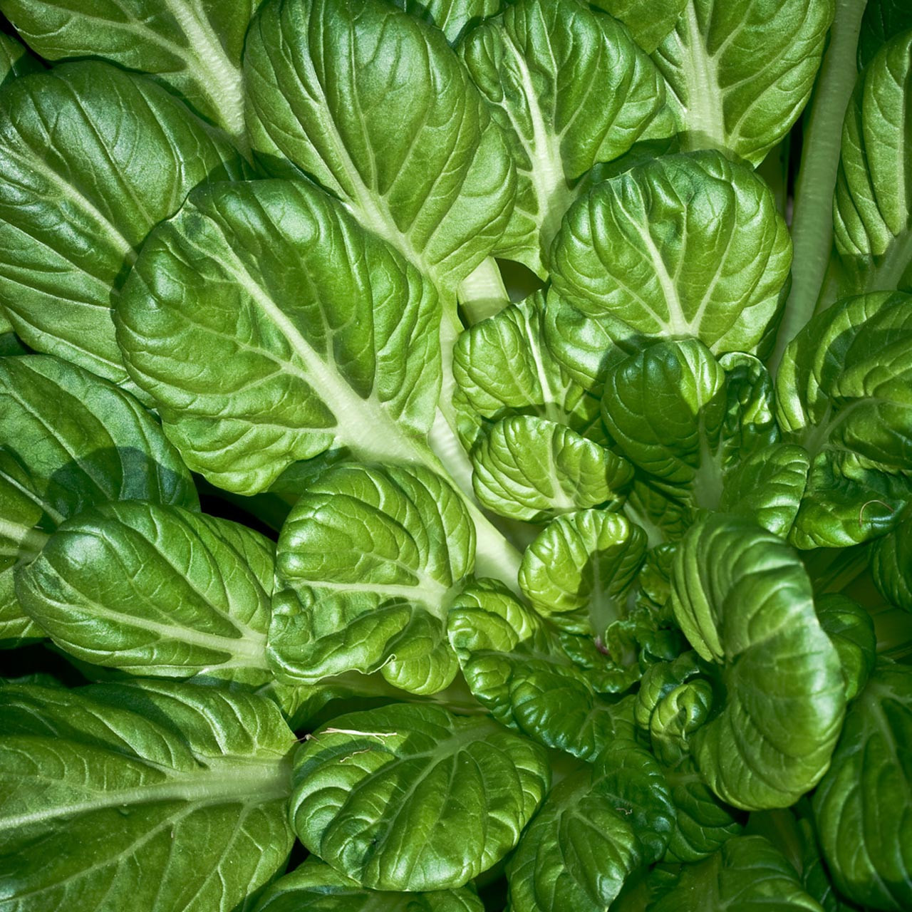 Pak Choi Tatsoi Seeds - Heirloom Non-GMO Asian Greens for Stir-Fries, Salads, Garden Vegetables